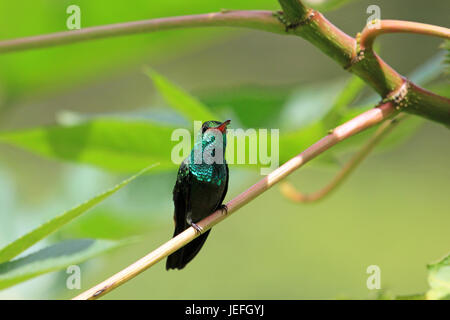 Kolibri Canivet Smaragd, Chlorostilbon Canivetii, auf einem Ast, Nicaragua Stockfoto