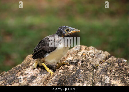 Kleine Babyvogel, der aus dem Nest gefallen hat Stockfoto