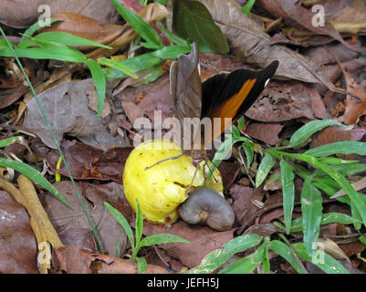 Cashew-Frucht, Anacardium Occidentale, hängen am Baum, Belize Stockfoto