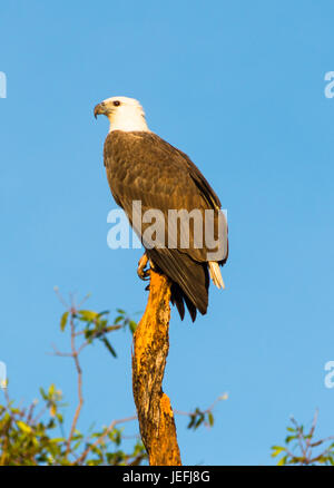 White-bellied Seeadler am gelben Wasser Feuchtgebiete. Cooinda, Kakadu-Nationalpark, Northern Territory, Australien Stockfoto