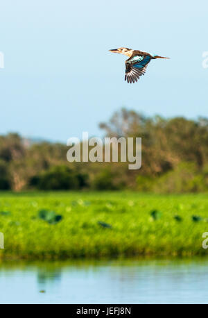 Kookaburra im Flug über gelbe Wasser Feuchtgebiete. Cooinda, Kakadu-Nationalpark, Northern Territory, Australien. Stockfoto