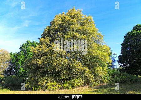Sandlings Heide Vegetation Küste von Suffolk und Heide, Shottisham, Suffolk, England, UK Holm Eiche Stockfoto