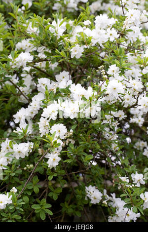 Exochorda X macrantha 'The Bride' Blumen im Frühjahr. Stockfoto