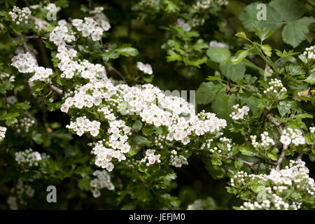 Crataegus Monogyna Blüte. Weißdorn-Blüte im Frühjahr. Stockfoto