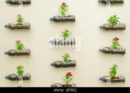 Kunststoff-Flasche von Blumen in der gelben Wand hängen. Stockfoto