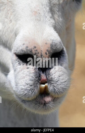 Eine Nahaufnahme eine Schnauze von Alpaca, die wie ein Gesicht in einem Gesicht aussieht. Stockfoto