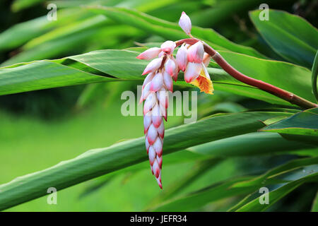 Ingwer-Hawaiian Shell Blume Stockfoto