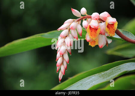 Ingwer-Hawaiian Shell Blume Stockfoto