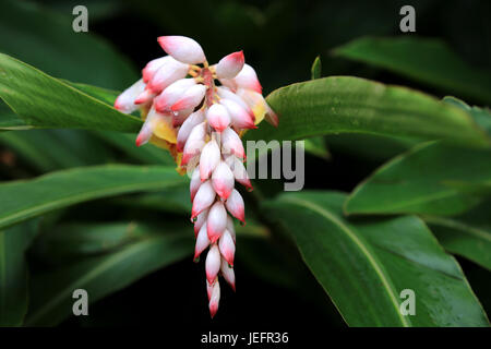 Ingwer-Hawaiian Shell Blume Stockfoto
