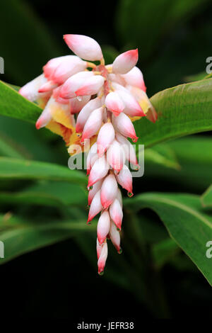 Ingwer-Hawaiian Shell Blume Stockfoto