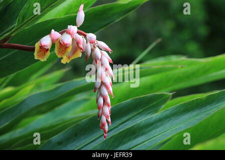 Ingwer-Hawaiian Shell Blume Stockfoto