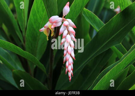 Ingwer-Hawaiian Shell Blume Stockfoto