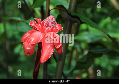 Rote Lampe Ingwer Blume, Hawaii Stockfoto