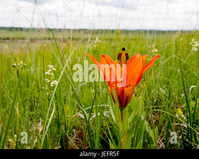 Wildes Holz Lilie Blume im Grasland in der Prärie von Alberta Stockfoto