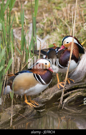 Mandarinenten Aix Galericulata. Zwei Erpel oder Männchen. Bummeln. Stockfoto