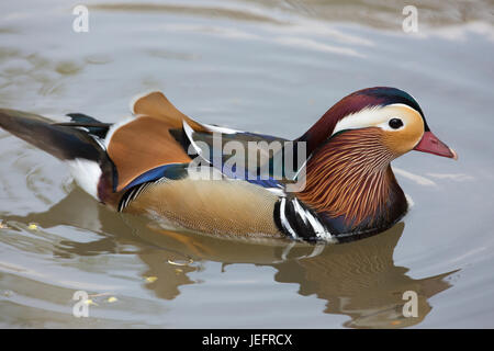 Mandarinente Aix Galericulata. Drake oder männlich. ZUCHT-GEFIEDER. Stockfoto