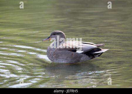 Gadwall Anas Strepera. Drake oder männlich. Zucht-Gefieder. Stockfoto