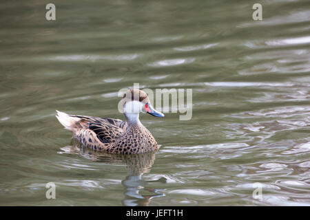 Weiße-cheeked oder Bahama Pintail oder Sommer Ente Anas Bahamensis. Carabean, Mittel- und Südamerika, Stockfoto