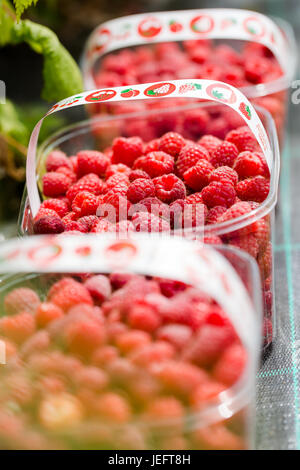 Frisches rohes handverlesene Himbeeren in Plastikboxen. Vertikale nahe full-Frame-Ernte Stockfoto