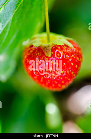 Intensive rote Erdbeeren reif in der Sommersonne auf AST hautnah. Vertikale full-Frame-Komposition mit geringer Tiefe des Feldes Stockfoto