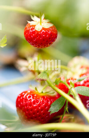 Intensive rote Erdbeeren reif in der Sommersonne auf AST hautnah. Vertikale full-Frame-Komposition mit geringer Tiefe des Feldes Stockfoto