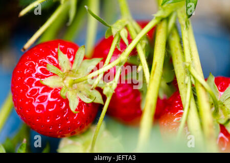 Intensive rote Erdbeeren reif in der Sommersonne auf AST hautnah. Horizontale full-Frame-Komposition mit geringer Tiefe des Feldes Stockfoto
