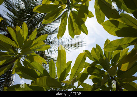 Frangipani Äste vor blauem Himmel Stockfoto