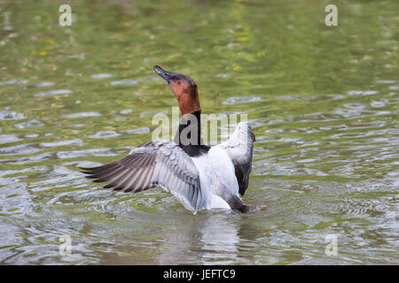 Canvasback Aythya Valisineria. Männlich oder Drake. Nordamerikanische Tauchenten. Auf dem Wasser Aufbäumen und Ausscheidung von Wasser fällt durch Flügelschlagen. Stockfoto