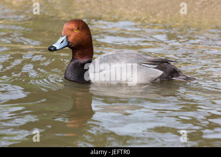 Rothaarige Aythya Americana. Männchen in der Zucht Gefieder. Eine nordamerikanische Tauchen Art Ente, hier schwimmen auf der Wasseroberfläche. Stockfoto