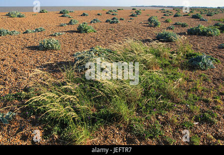 Vegetierten Kies Strand Gräser und Seekohl Pflanzen, Shingle Street, Suffolk, England, UK Stockfoto