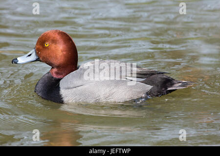 Rothaarige Aythya Americana. Erwachsene männliche, Zucht Gefieder. Nordamerikanische Tauchenten. Stockfoto