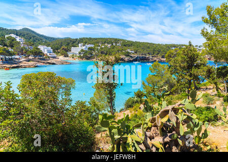 Grüne Pflanzen auf Küste von Ibiza Insel in der Bucht Cala Portinatx, Spanien Stockfoto