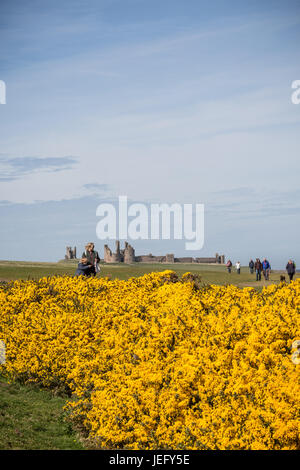 Dunstanburgh Castle in Northumberland, England, Vereinigtes Königreich, Europa. Stockfoto