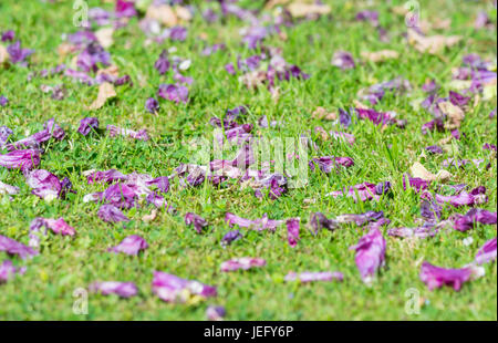 Verstreut Blütenblätter von Blumen auf einem Busch auf der Wiese in einem Garten im Sommer in West Sussex, England, UK. Stockfoto