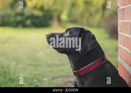 Aufnahme eines Chocolate Labrador Welpen im freien Stockfoto
