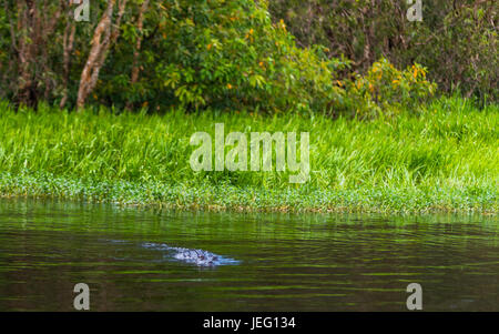 Salzwasser-Krokodil in Kakadu, Northern Territory, Australien Stockfoto
