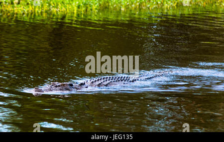 Salzwasser-Krokodil in Kakadu, Northern Territory, Australien Stockfoto
