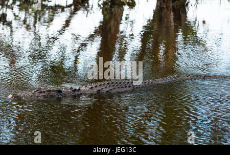 Salzwasser-Krokodil in Kakadu, Northern Territory, Australien Stockfoto