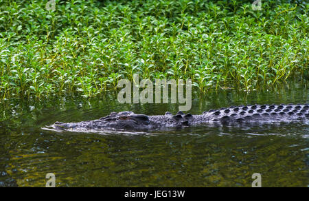 Salzwasser-Krokodil in Kakadu, Northern Territory, Australien Stockfoto