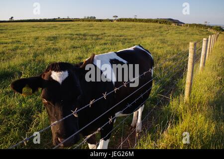 Ein schwarz / weiß-Kalb in einem Feld von Devon. Exmouth, Devon, UK. Juni 2017. Stockfoto