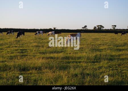 Weidevieh (Ayrshire Kühe) in einem Devon Feld im Goldenen Licht eines Sommerabends. Orcombe Point, Exmouth, Großbritannien. Juni 2017. Stockfoto