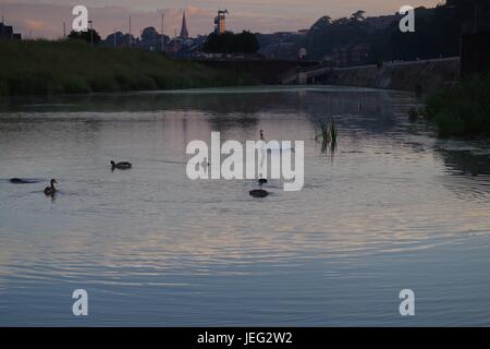 Sonnenaufgang am Karottenhosenträger Wehr. Enten und Schwäne schwimmen auf dem Wasser Misty. Exeter, Devon, UK. Juni 2017. Stockfoto