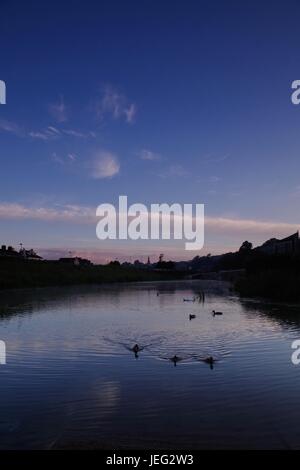 Sonnenaufgang am Karottenhosenträger Wehr. Ein Trio von Mallard Enten schwimmen auf dem Wasser Misty. Exeter, Devon, UK. Juni 2017. Stockfoto