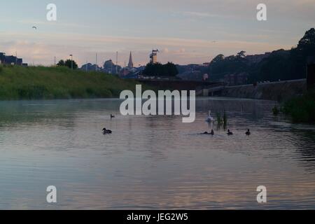 Sonnenaufgang am Karottenhosenträger Wehr. Enten und Schwäne schwimmen auf dem Wasser Misty. Exeter, Devon, UK. Juni 2017. Stockfoto