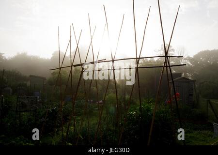 Morgendlichen Sonnenlicht dringt die Nebel erfüllten Bambusgarten Stöcke auf einen Schrebergarten. Exeter, Devon, UK. Juni 2017. Stockfoto