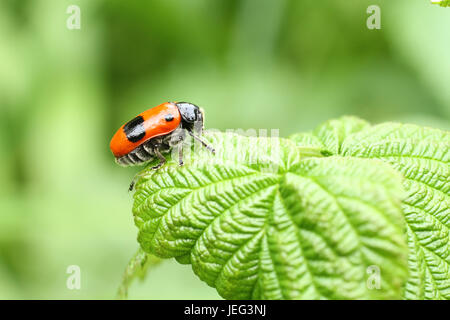 Glatte Blatt Käfer Clytra Laeviuscula (Unterordnung Nemonious (Polyphaga)). Käfer mit roten Flügeln mit schwarzen Punkten auf Himbeere Blatt Stockfoto