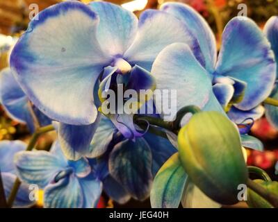 Foto von schönen unbeschnittenen blaue Orchideen in einer natürlichen Umgebung, bringen die Vielfalt der blauen Farben, die die Klammer dieser Blume geworden sind. Stockfoto