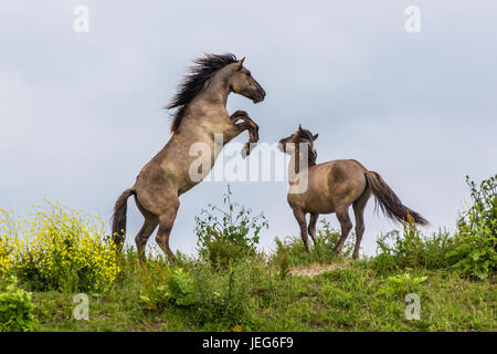 Konik-Pferde kämpfen im Oostvaardersplassen, in den Niederlanden zu reservieren Stockfoto