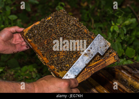 Imker mit Bienenkorb-Werkzeug in der Hand, prüft Waben entfernt aus dem Bienenstock Stockfoto