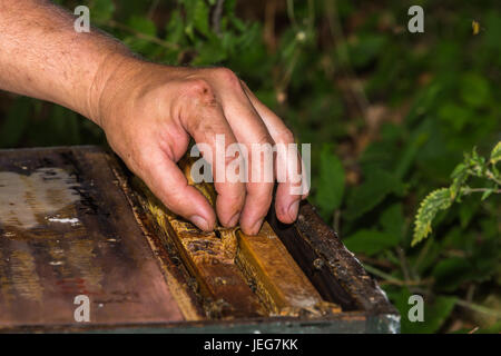 Imker ins Weiselzelle mit Königin Bienenkorb zwischen frames Stockfoto